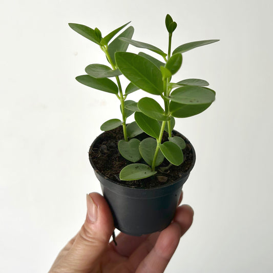 Hoya cumingiana 2.5” pot