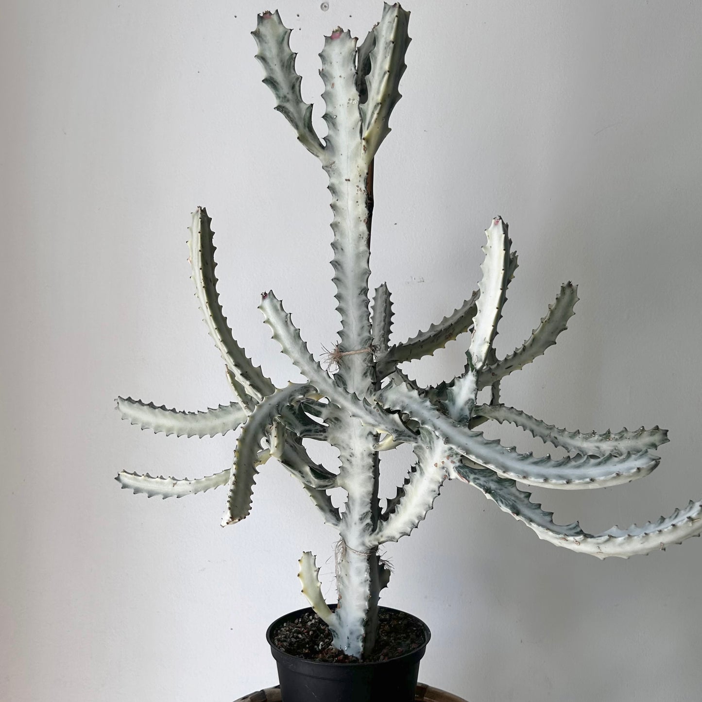 Euphorbia “White Ghost” approximately 2 ft tall in 6”pot