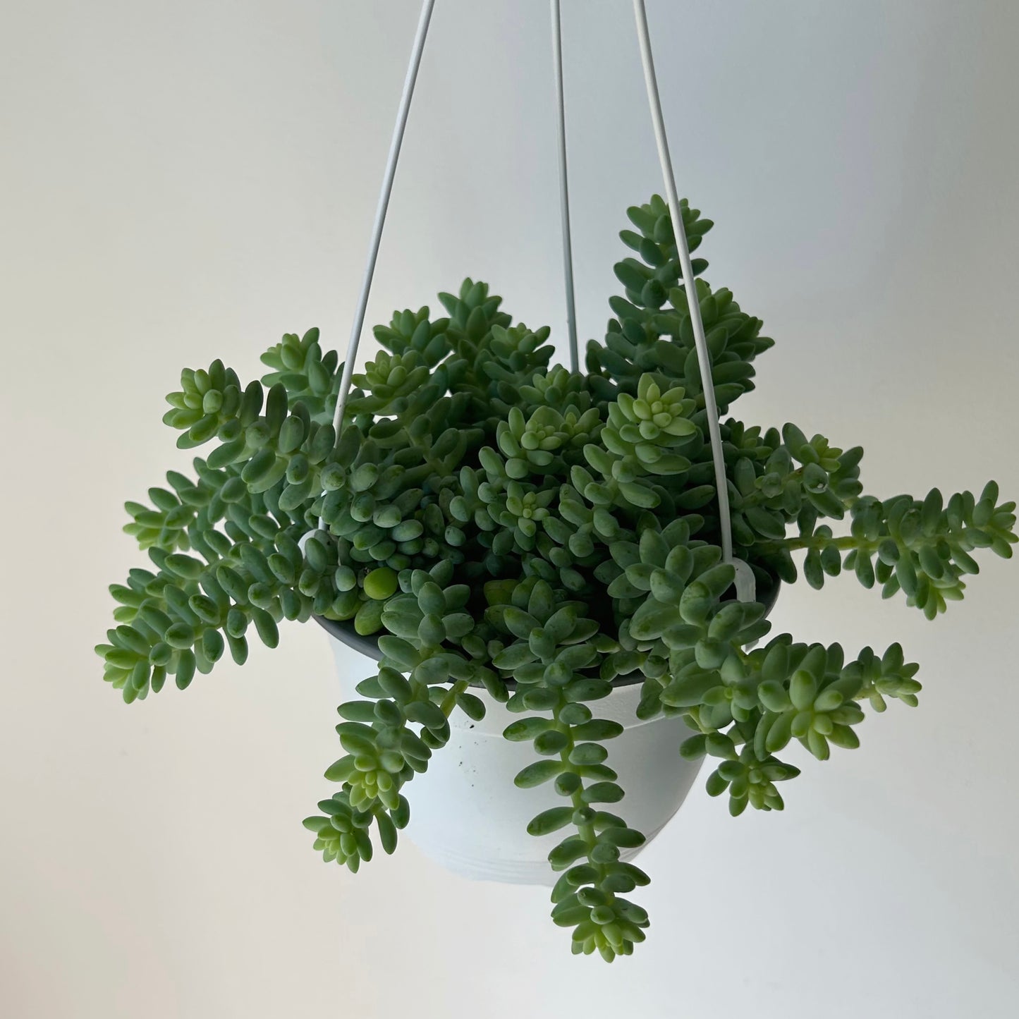 Burro's Tail Trailing Succulent  (Sedum Morganianum Burrito) ) 6”hanging basket