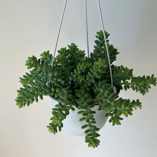 Burro's Tail Trailing Succulent  (Sedum Morganianum Burrito) ) 6”hanging basket