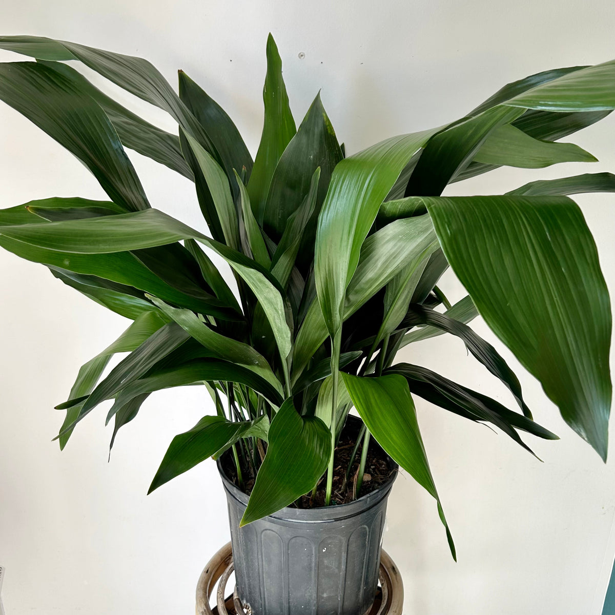 Cast Iron plant (Aspidistra Elatior)approximately 3.5ft tall in 10” pot
