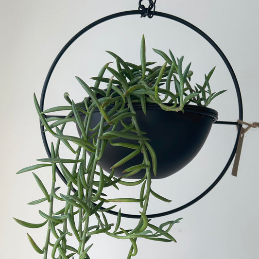 CARMEN Decorative Shallow Hanging Planter with Frame