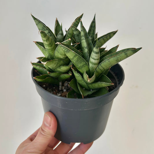 Sansevieria francisii 5”pot