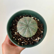 Load image into Gallery viewer, Baseball Plant (Euphorbia Obesa) 4”pot
