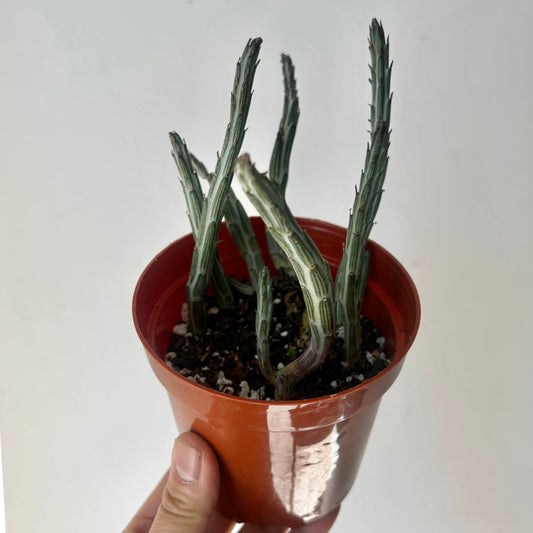 Senecio Stapeliiformis 4” pot