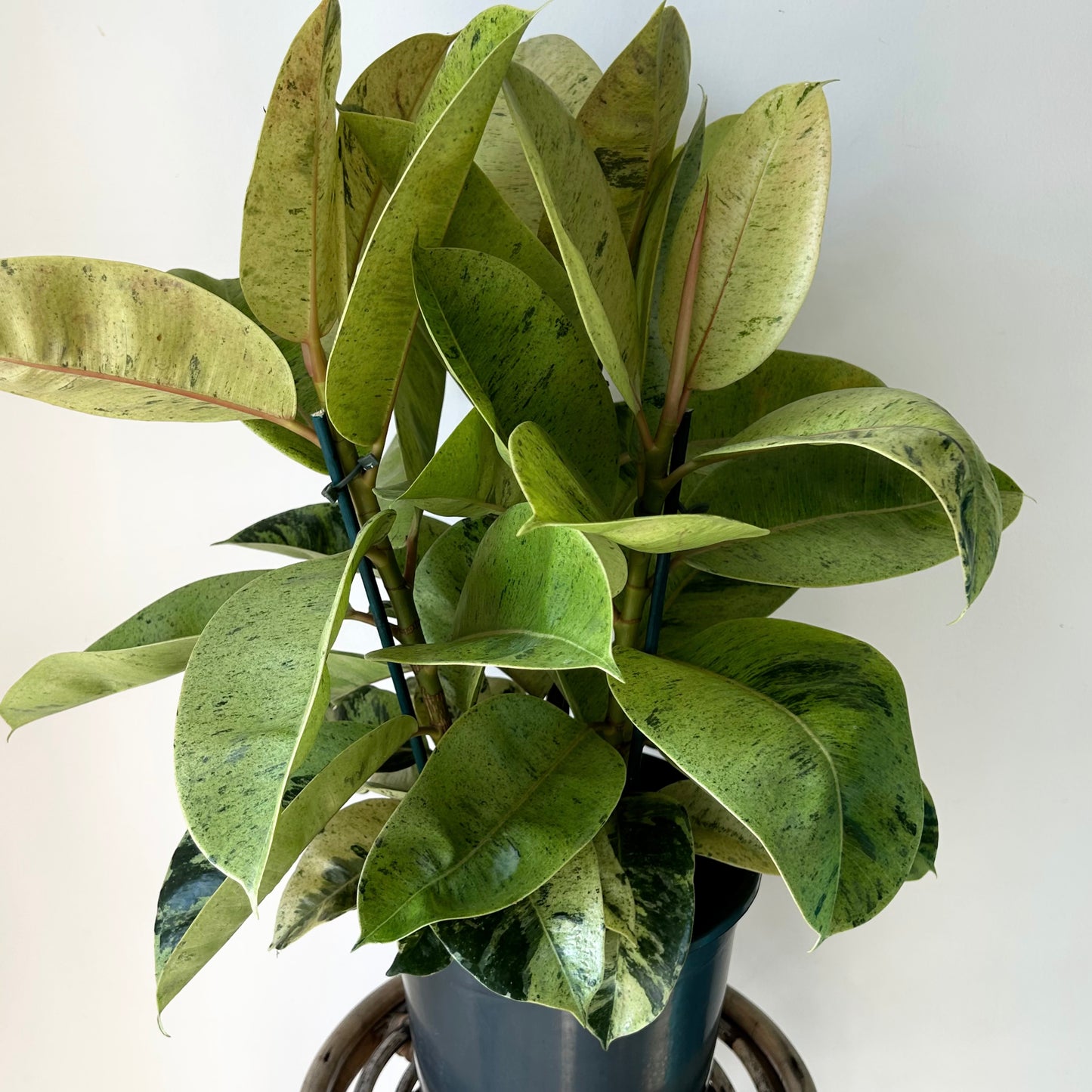 Ficus Shivereana Moonshine approximately 2 ft tall 10”pot