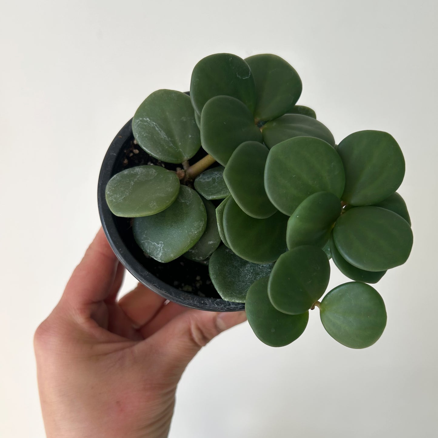 Peperomia tetraphylla “Hope" 3.5" pot