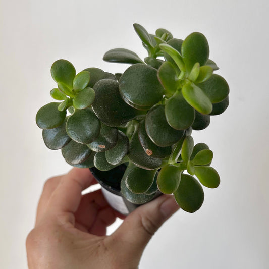 Jade Succulent (Crassula ovata Minima)2.5” pot