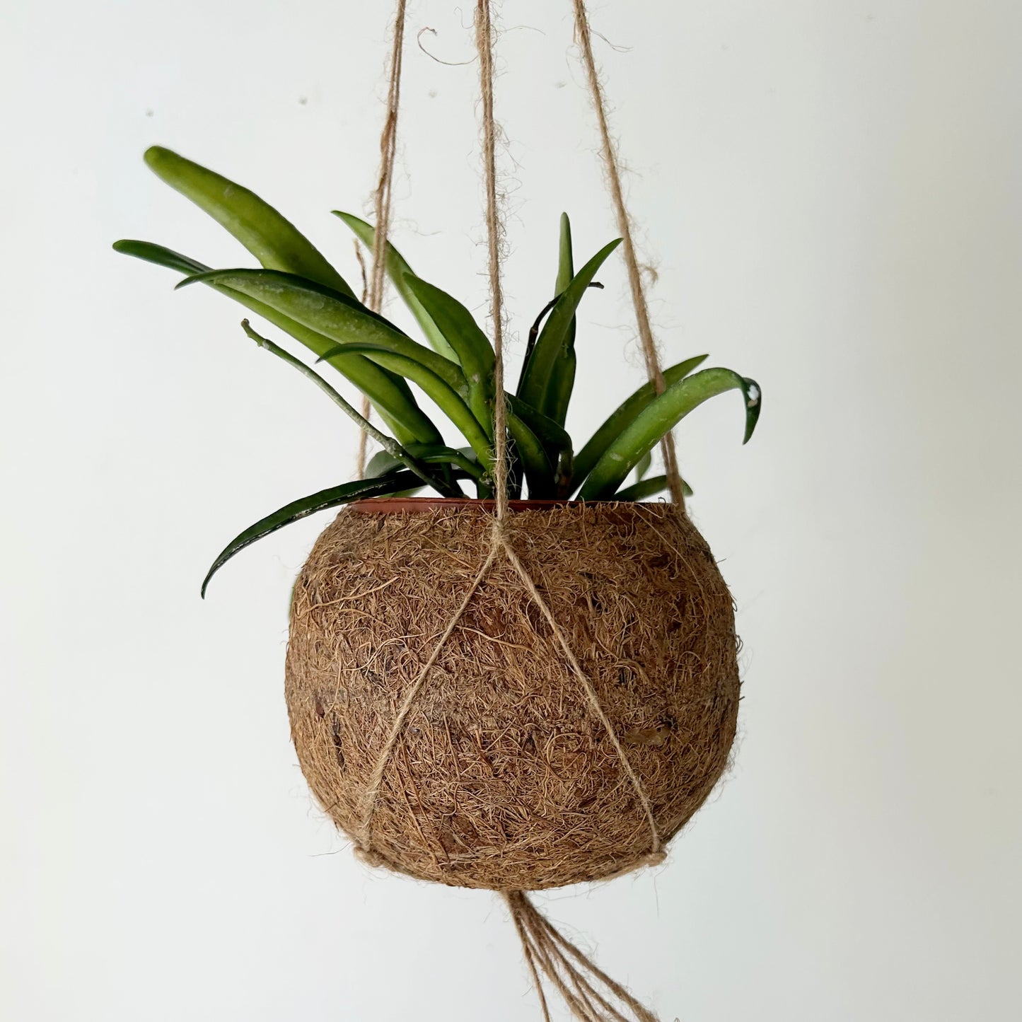 Suspended Kokedama Sphere (Plant included)