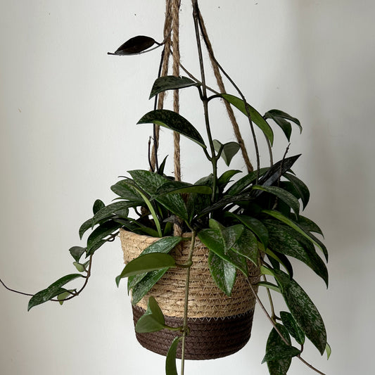 MERRICK Decoraive Hanging Plant Basket (7.5”X6”)