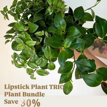 Load image into Gallery viewer, Lipstick TRIO PLANT BUNDLE
