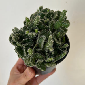 Crested Opuntia Tuna 3.5” pot