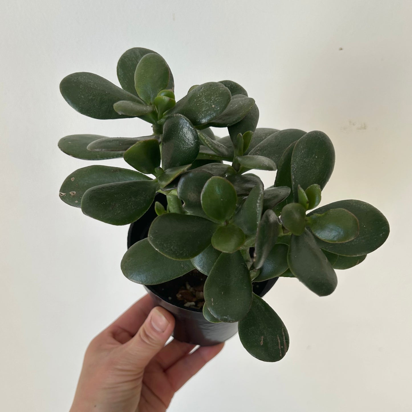 Jade Succulent (Crassula Ovata)  4" pot