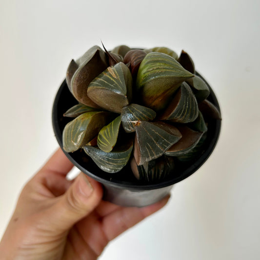 Haworthia xishan 3.5” pot