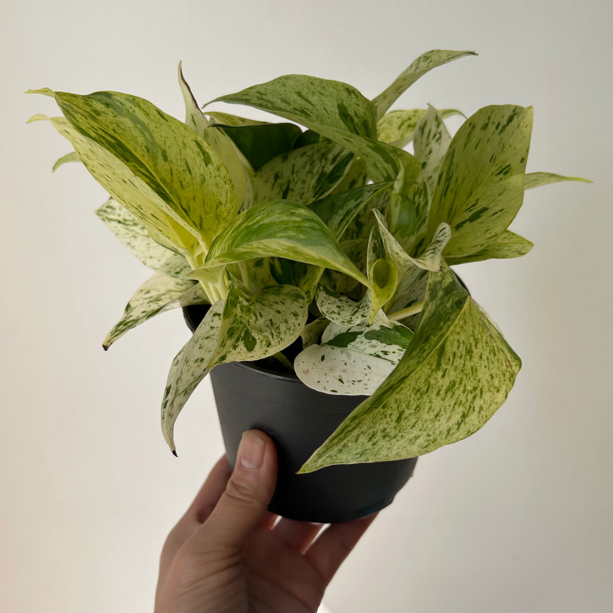 Marble Queen Pothos 5” pot