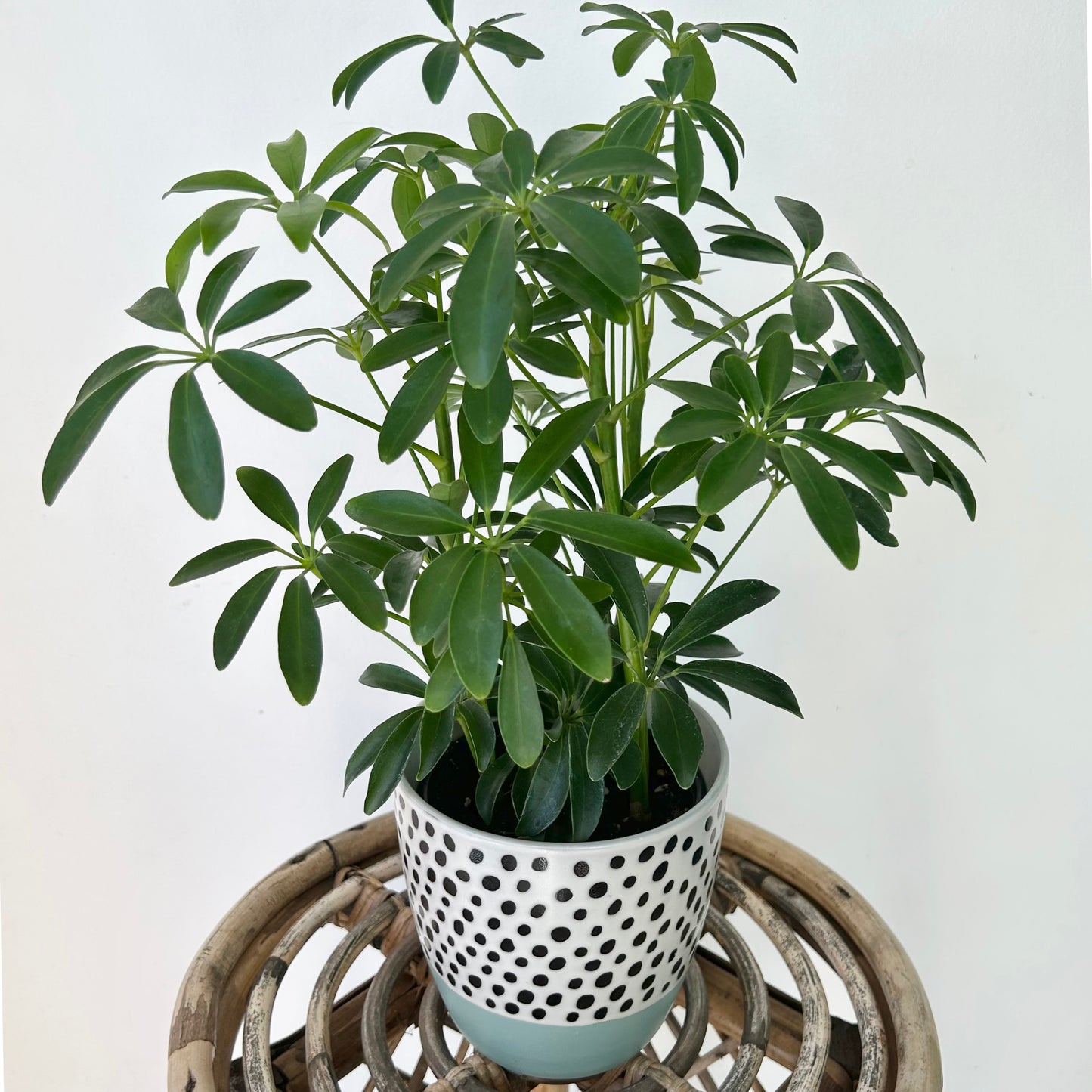 Dwarf Umbrella Tree (Schefflera arboricola) 4”pot