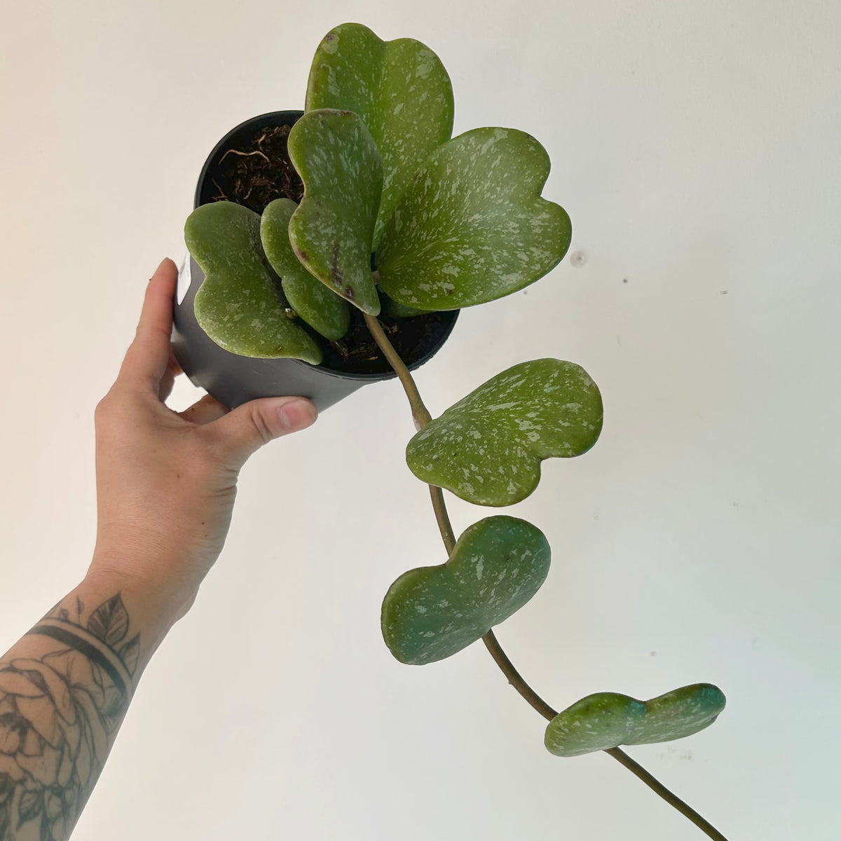 Sweetheart Hoya Vine "Splash" (Kerrii) 5” pot