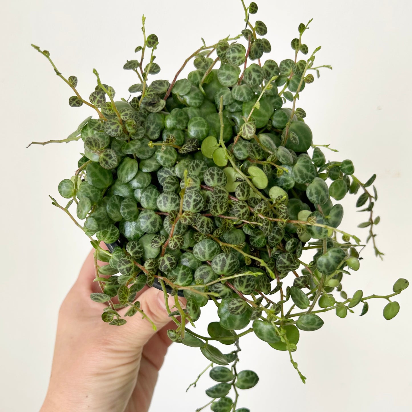 String of Turtles (Peperomia Prostrata) 4”pot