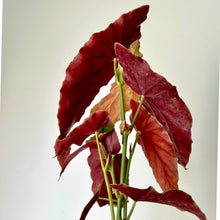 Load image into Gallery viewer, Polka Dot Begonia (Maculata) 4&quot; pot
