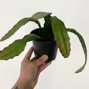 Orchid Cactus (Epiphyllum) 4” pot