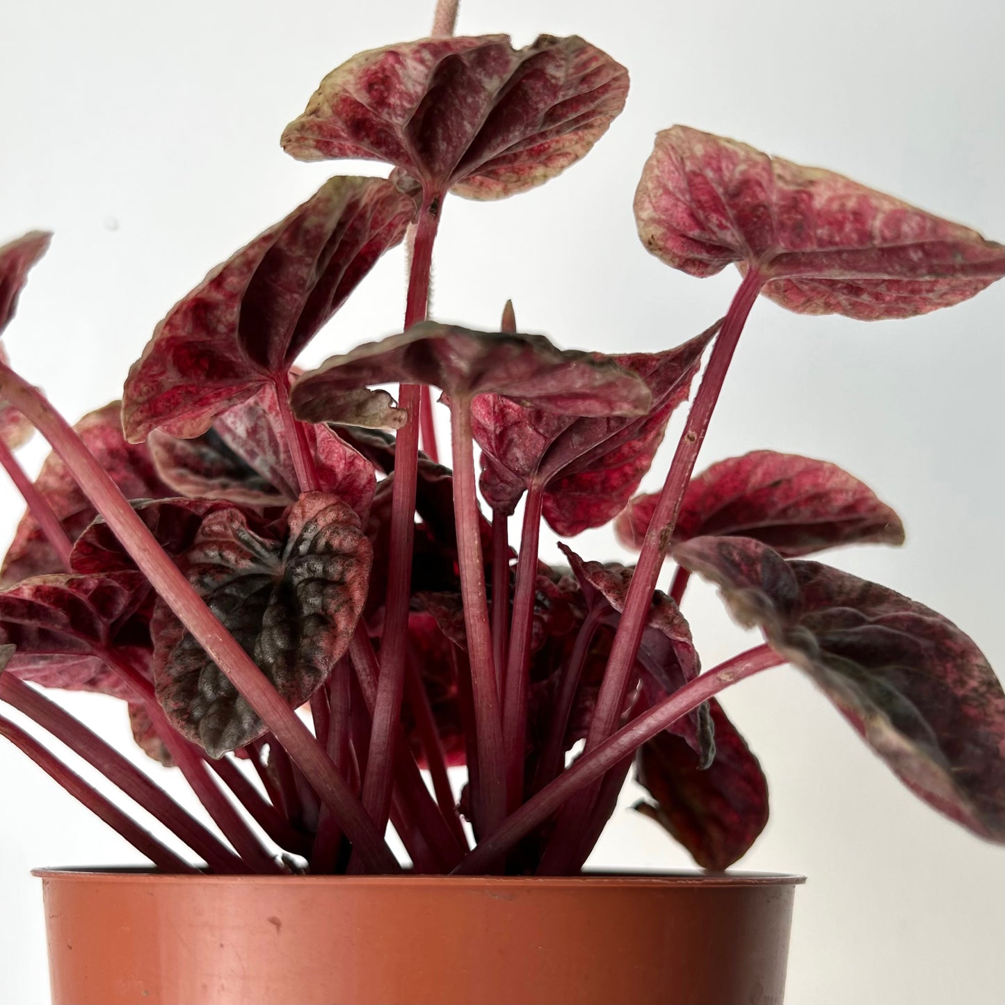 Peperomia Abricos 4”pot