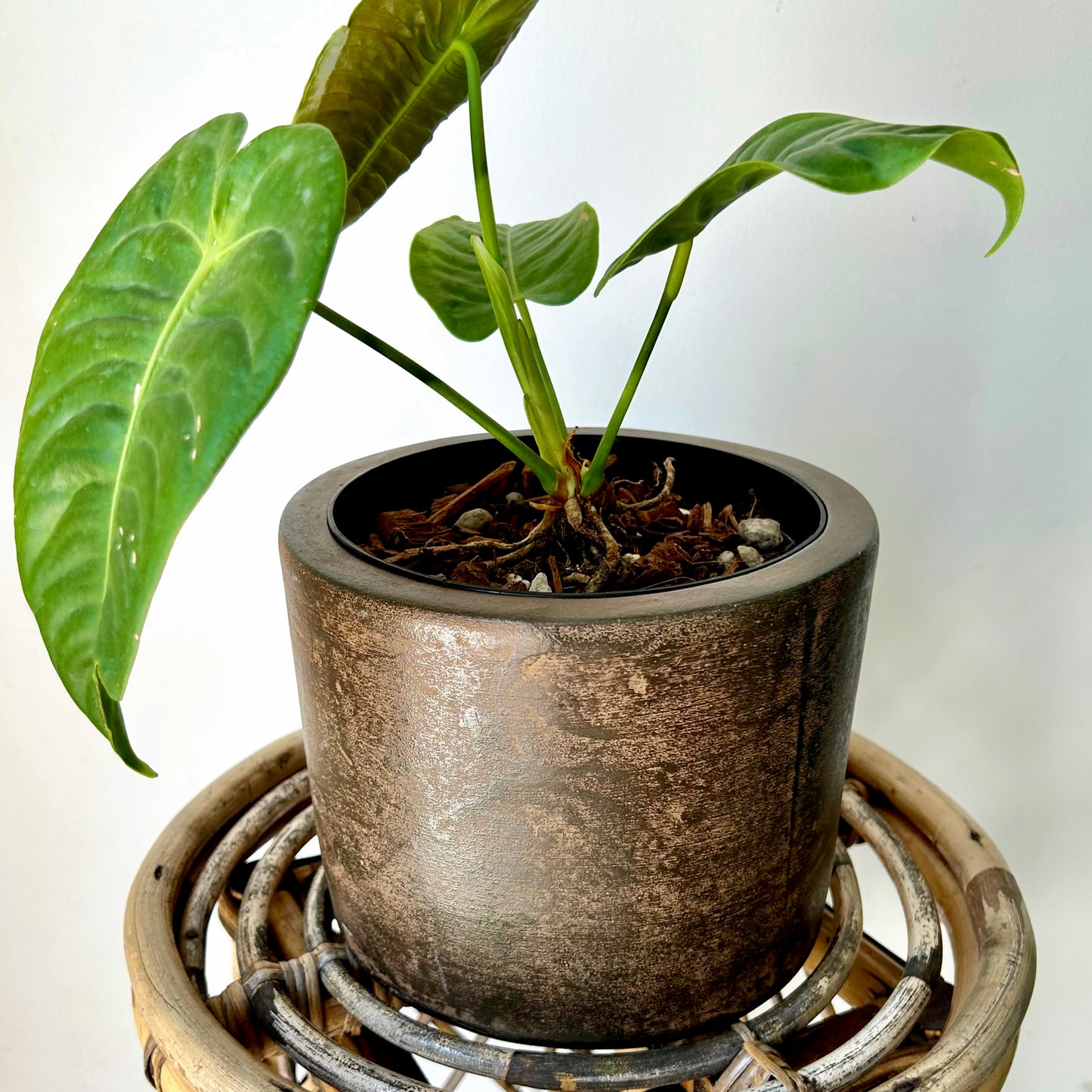 ARTURO Cylindrical Planter COPPER colour (available in 2 sizes)