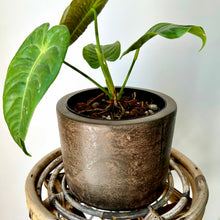 Load image into Gallery viewer, ARTURO Cylindrical Planter COPPER colour (available in 2 sizes)
