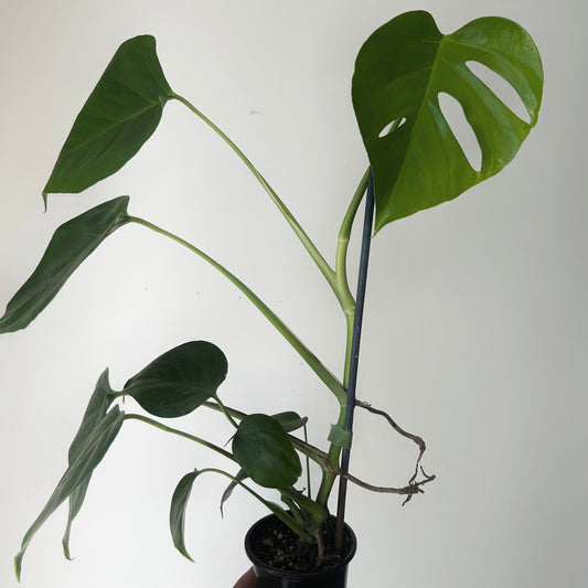 Monstera deliciosa “Sierrana”3.5” pot