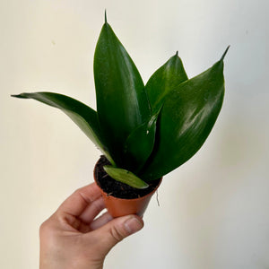 Sansevieria Trifasciata Hahnii 2.5” pot