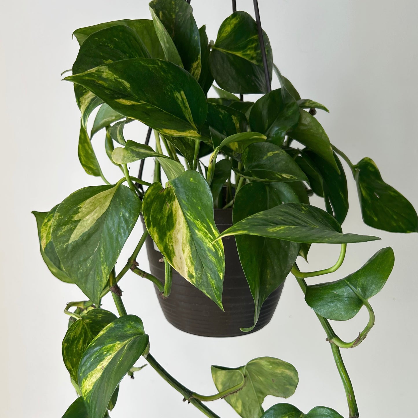 Golden Pothos 6” hanging basket