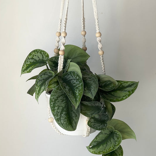 Macrame Plant Hanger w. wood beads (fits up to a 10”pot)