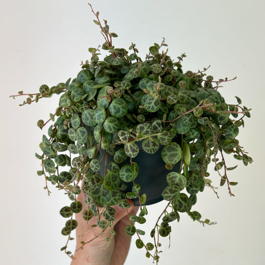 String of Turtles (Peperomia prostrata) 5” pot