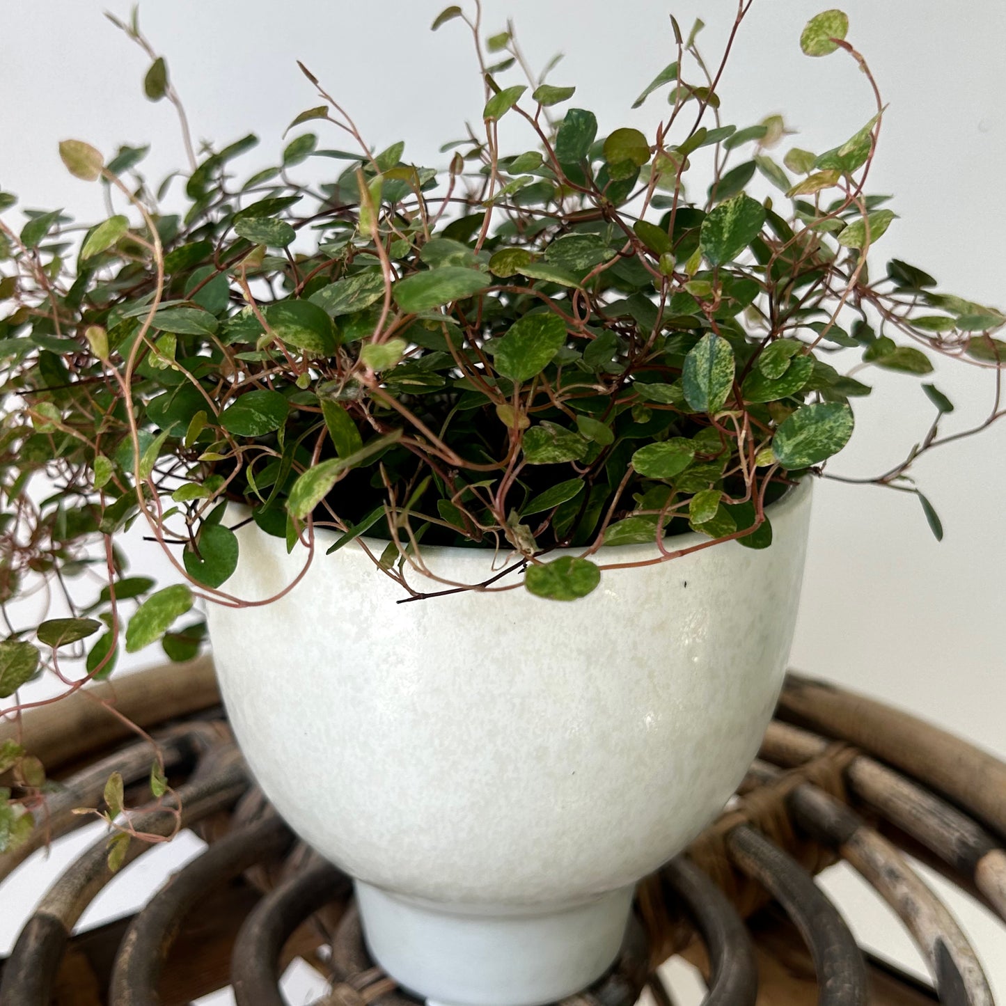 ELIJAH Compote Decorative Pot  (4.5”x4.5”)