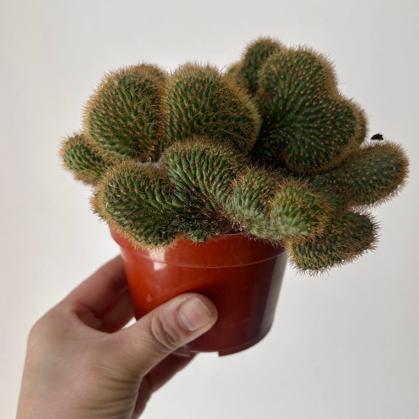 Crested Golden Rat Tail Cactus (Cleistocactus winteri cristata) 4” pot