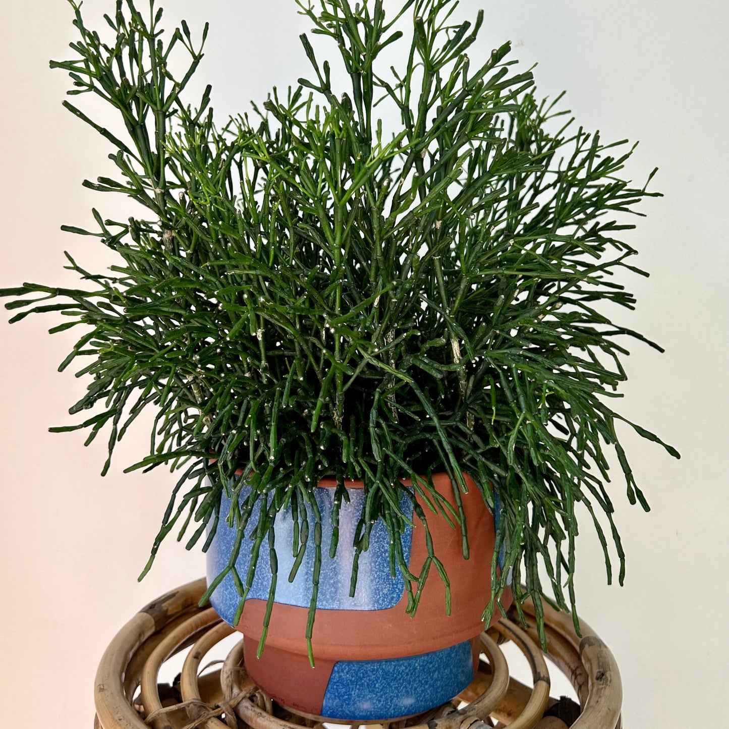 Bottle Cactus (Hatiora salicornioides ) 6” pot