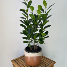 Load image into Gallery viewer, Ficus “Moclame” approximately 2ft tall in 6.25”pot
