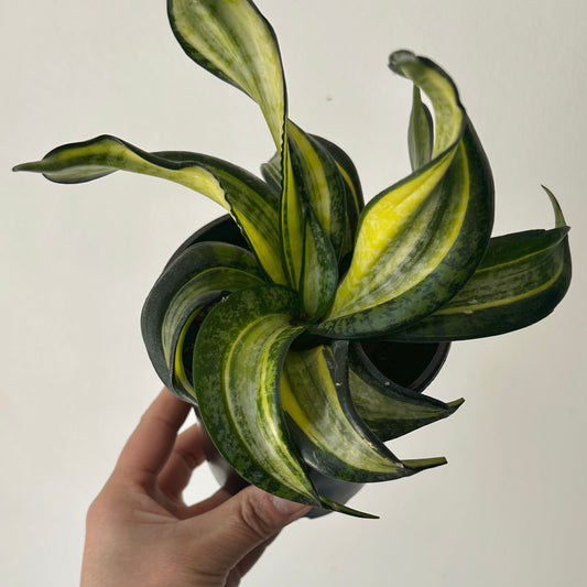 Sansevieria 'Spiral Star' 4”pot