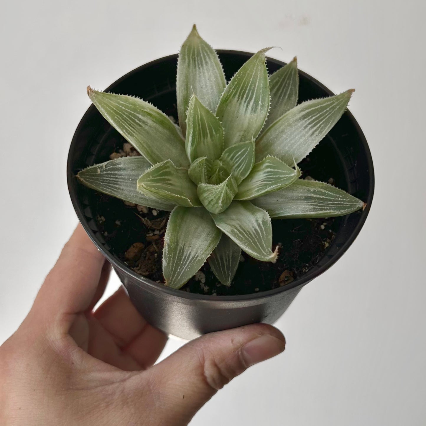 Variegated Haworthia magnifica var acuminata “Grey Ghost” 3.5”pot
