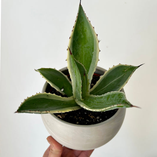 Variegated Agave 4” pot