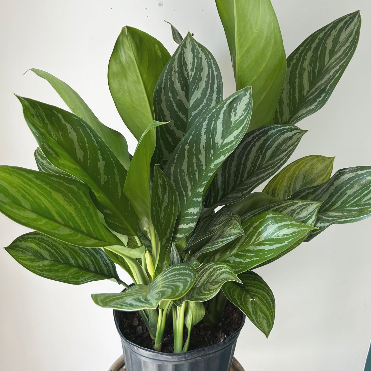 Aglaonema ‘Stripes’ approximately 3 ft tall in 10” pot