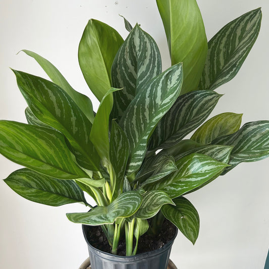 Aglaonema ‘Stripes’ approximately 3 ft tall in 10” pot