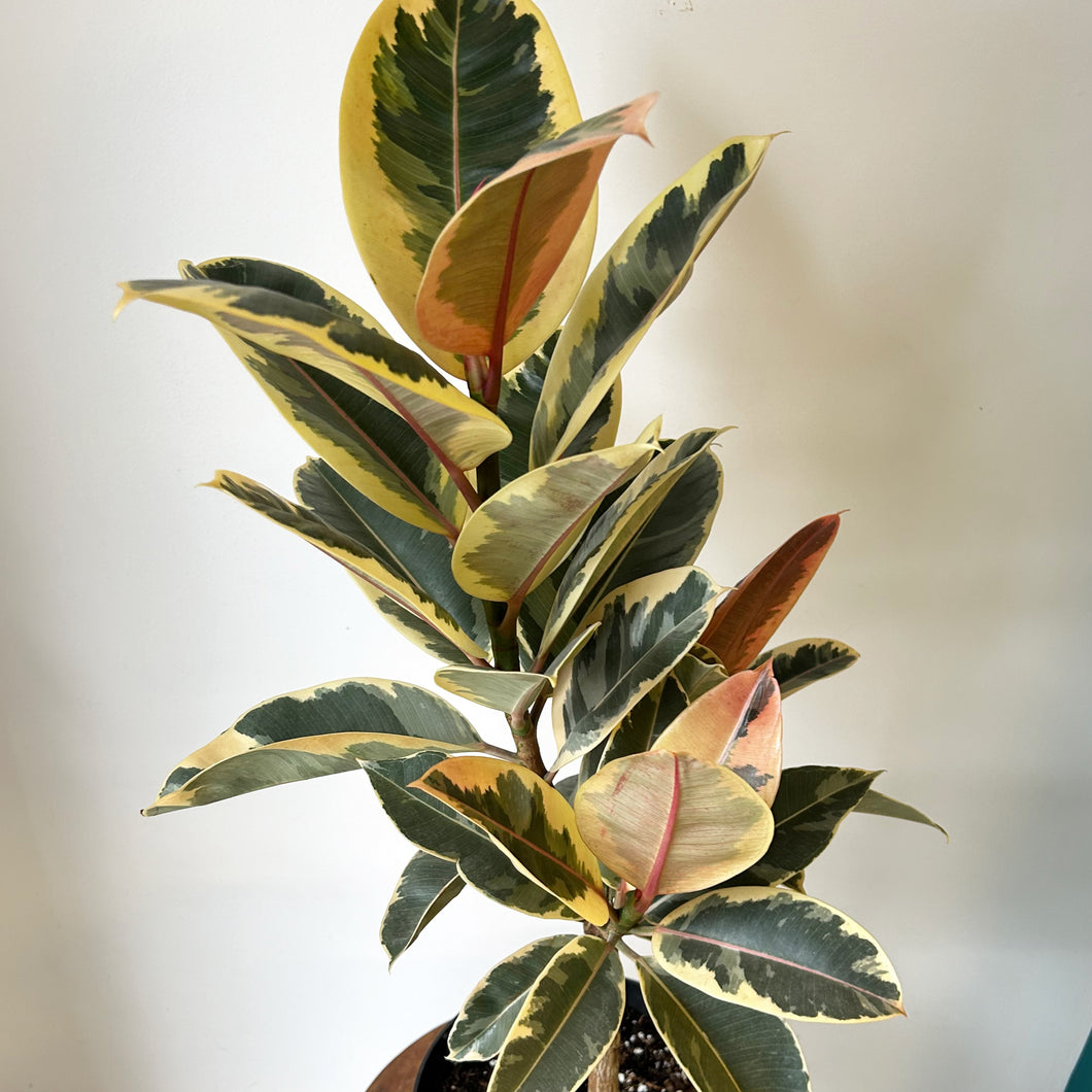 Ficus Elastica Tineke Tree approximately 2.5ft tall in 8”pot