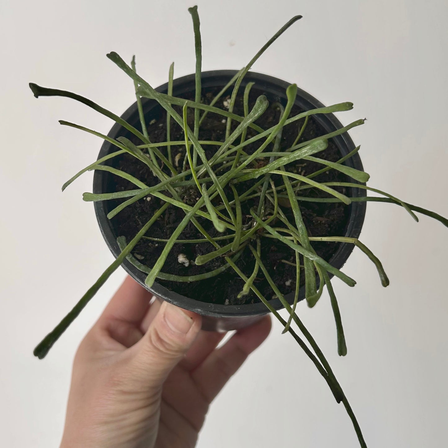 Hoya retusa 4”pot