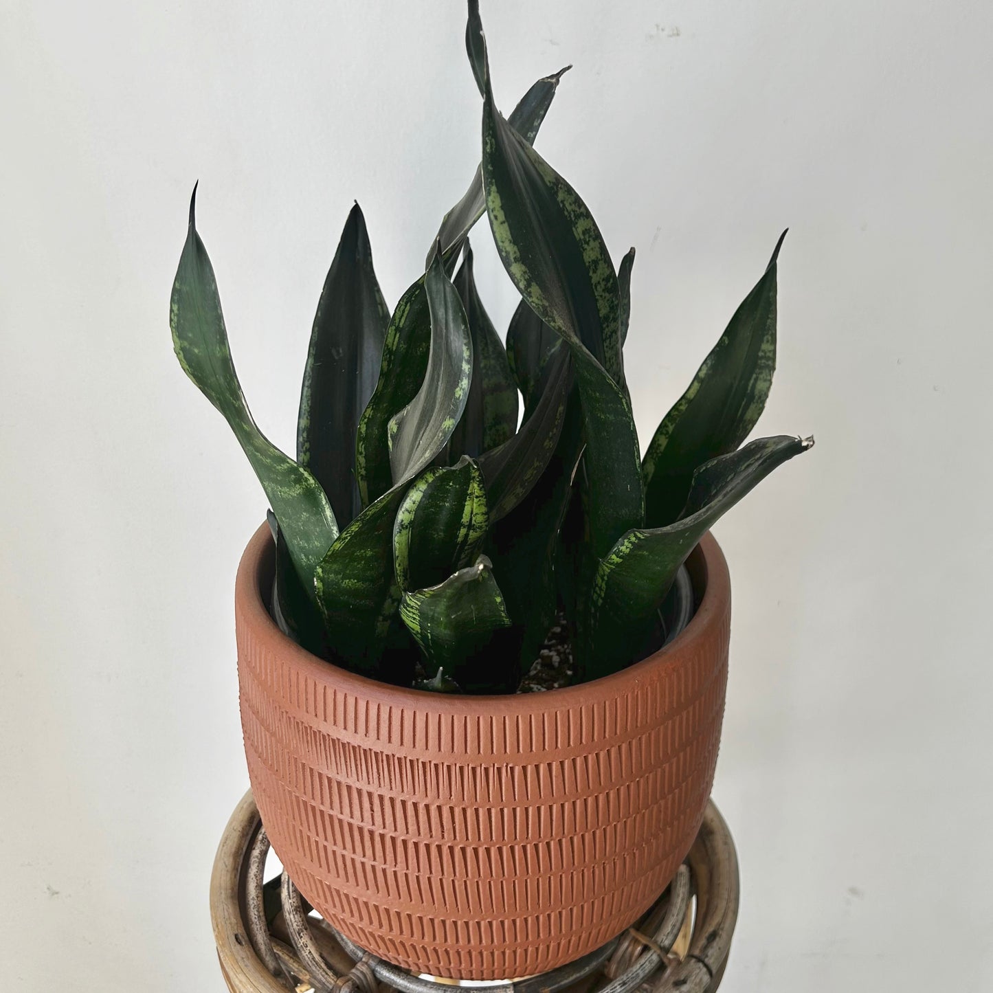 Sansevieria trifasciata “Whitney” 6” pot