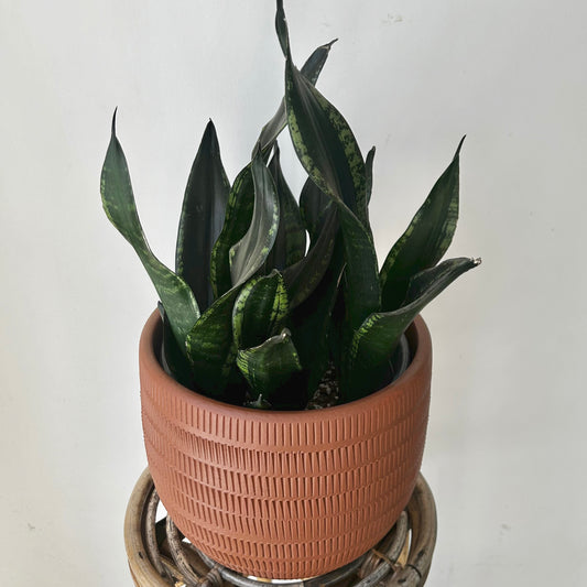 Sansevieria trifasciata “Whitney” 6” pot