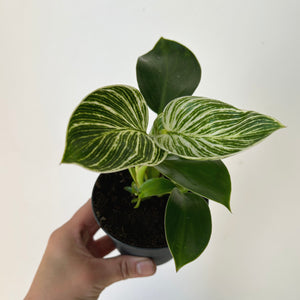 Philodendron Birkin 3.5"  pot