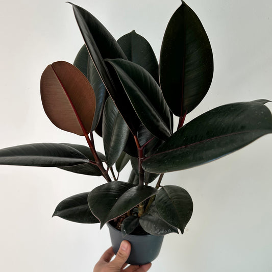 Burgundy Rubber Fig Column (Ficus Elastica) 5”pot