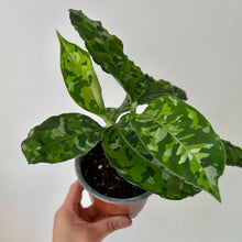 Load image into Gallery viewer, Aglaonema &quot;Pictum Tricolor&quot; 4” pot
