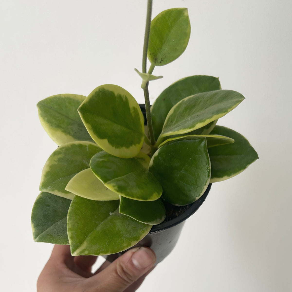 Variegated Hoya australis (Outer-variegation) 4” pot