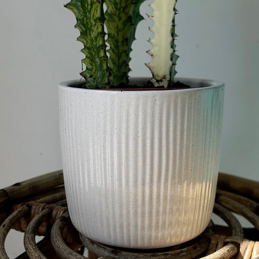 CASSIA Decorative Pot (4.75”x4.5”)GLOSSY PEARL